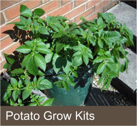 Potato Grow Kits